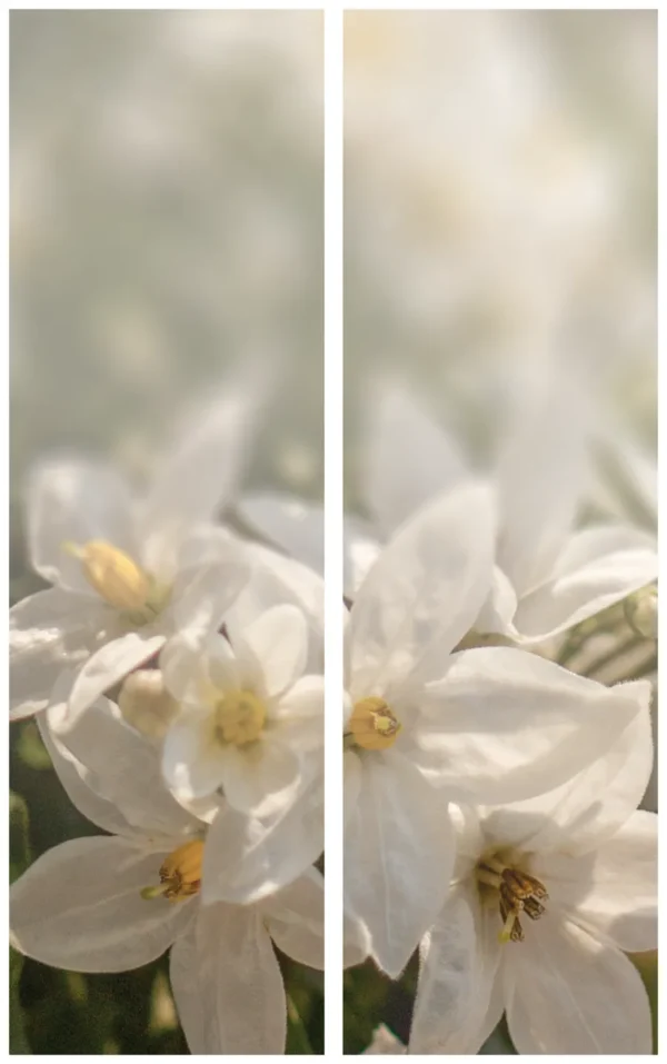 Trauerschleife mit Jasminmotiv - Zeichen der Eleganz und Reinheit