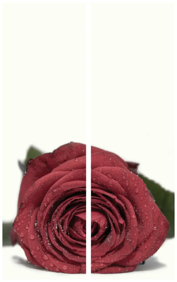 Trauerschleife mit Rosenmotiv - Symbol für Liebe und Zuneigung