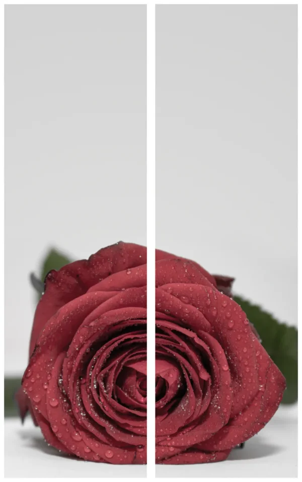 Trauerschleife mit Rosenmotiv - Symbol für Liebe und Zuneigung